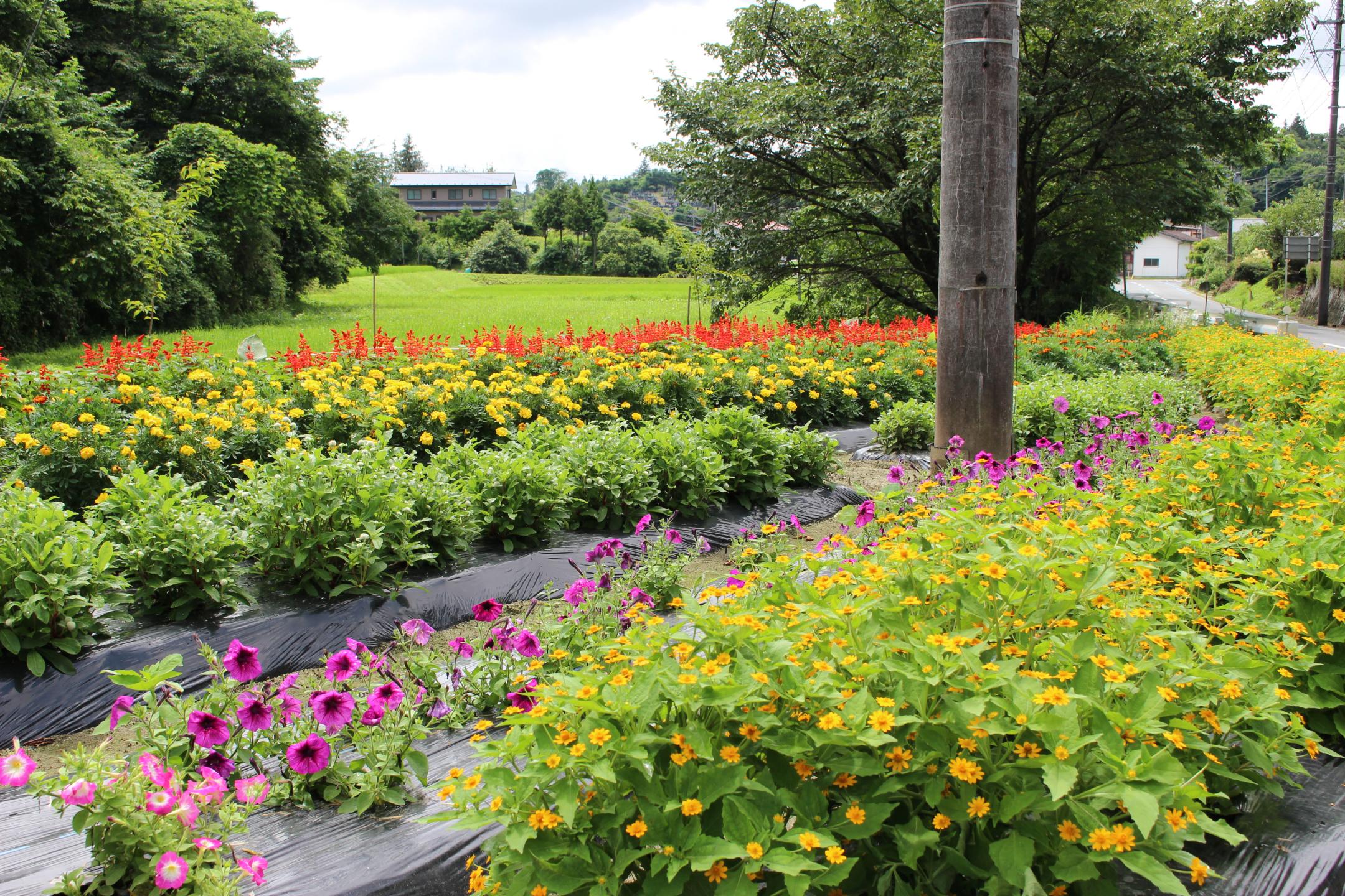 藤沢町第31区自治会の花壇